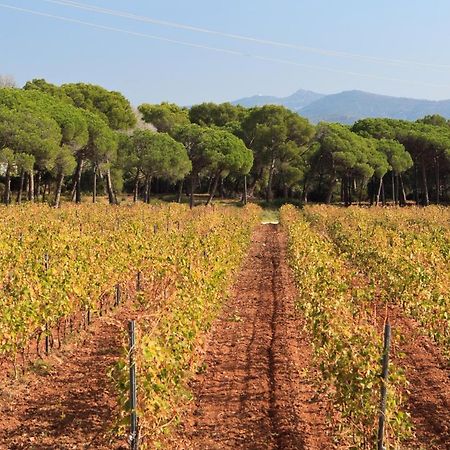 Le Gite Des Cinq Cepages Fréjus Kültér fotó